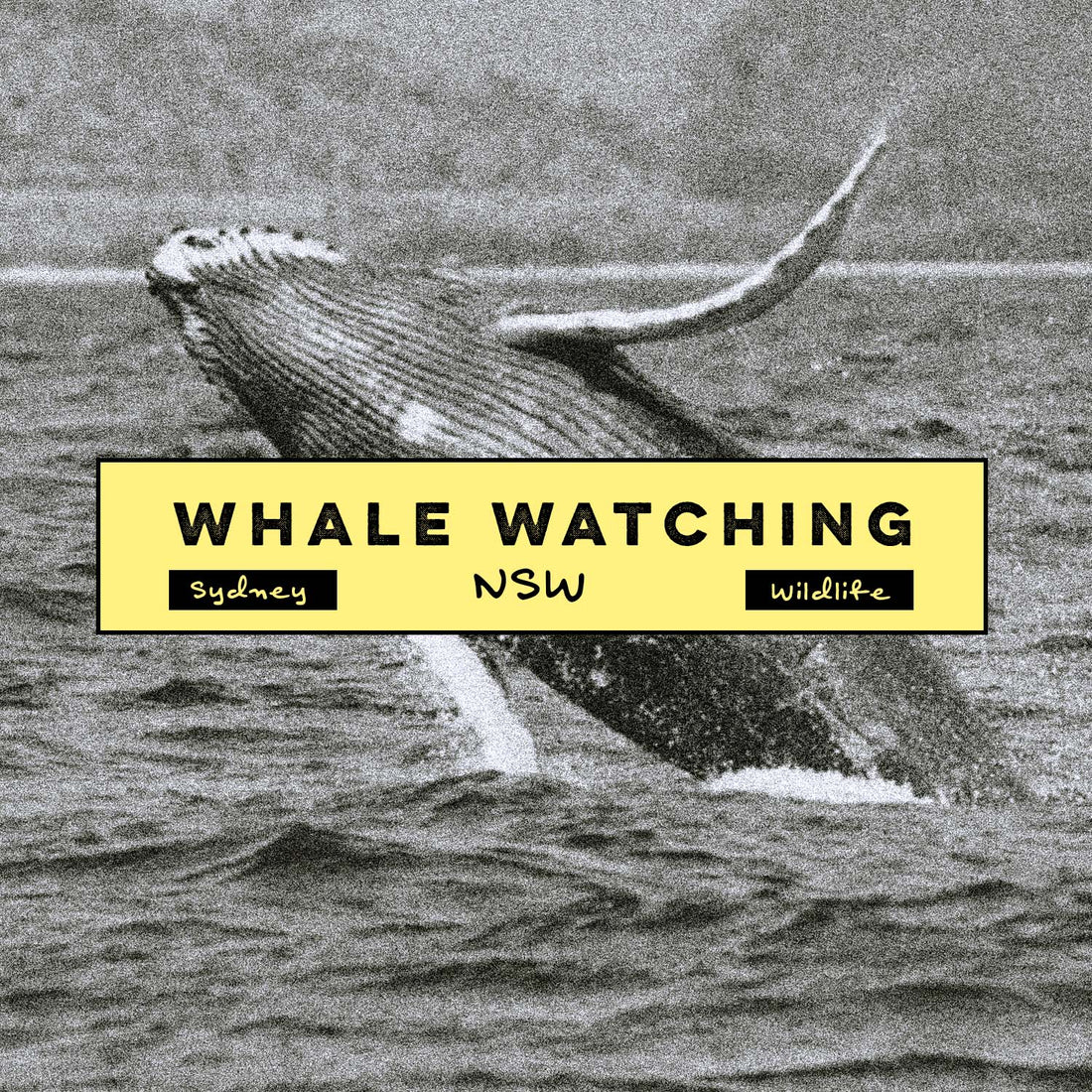 Best Whale Watching Spots around Sydney